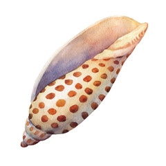 Illustrations of sea shells. Marine design. Hand drawn watercolor painting on white background.