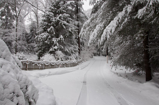 Snow Covered Driveway And Trees