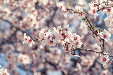 Flowering apricot tree