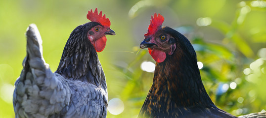 hens in the garden on a farm - free breeding
