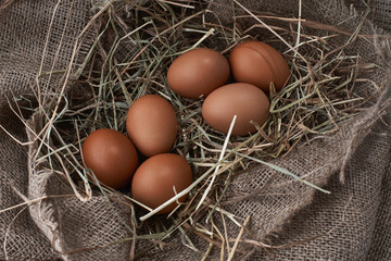 Ecological natural fresh eggs in bird nest born