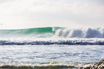 Ideal wave in ocean. green wave and birds