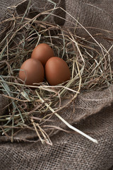 Ecological natural fresh eggs in bird nest born