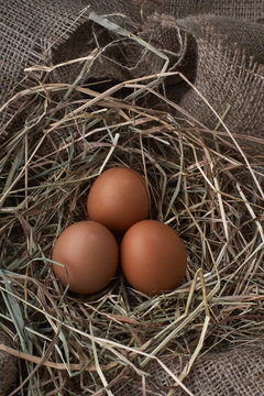 Ecological natural fresh eggs in bird nest born