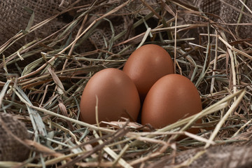 Ecological natural fresh eggs in bird nest born