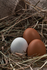 Ecological natural fresh eggs in bird nest born