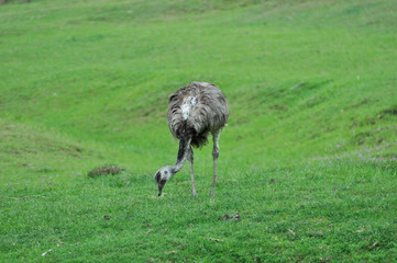 Nand&ugrave; americano
