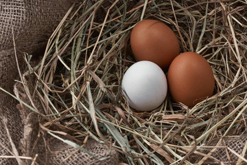 Ecological natural fresh eggs in bird nest born