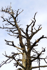Stark tree against sky