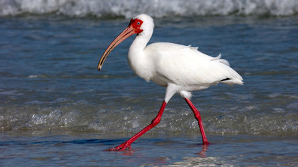 White ibise (Eudocimus albus) from site, catched a crap, Sanibel Island, Florida, USA