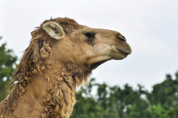 testa di cammello sullo sfondo del cielo