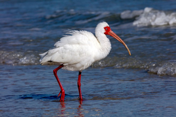 White ibise (Eudocimus albus) from site, fluffed, wading in shallow water, Sanibel Island, Florida, USA
