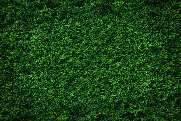 Abstract green leaves natural wall.