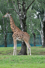 Naklejka na ściany i meble Esemplare di Giraffa Masai (Giraffa tippelskirchi) in un parco zoologico