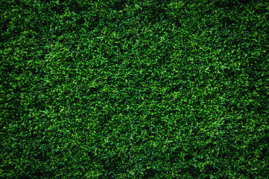 Abstract green leaves natural wall.