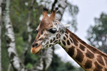 testa di giraffa somala o giraffa reticolata (Giraffa reticulata)