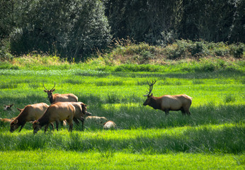 Naklejka na ściany i meble Elk in lush green field