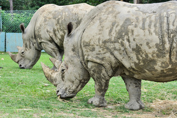 Fototapeta premium Rinoceronte bianco (Ceratotherium simum) che bruca in un parco zoologico
