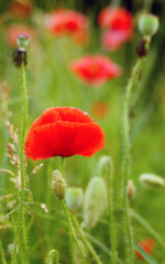 Sunshine on the red poppy flower petal