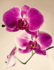 Fototapeta na wymiar beautiful flower orchid branch on cream background