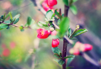 Small pink flowers on the branch. Spring. The awakening of nature