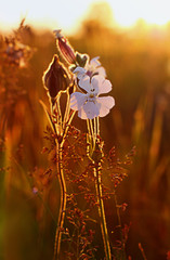 Wild flowers in the field at sunset