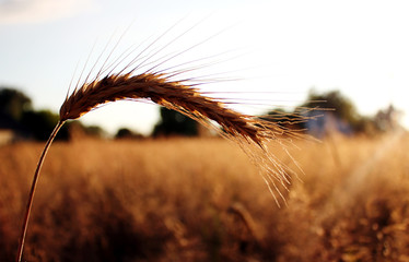 Golden ear on the wheat field with the sky on beckground