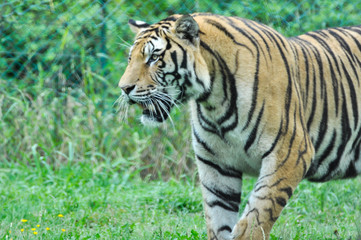 Fototapeta na wymiar Tigre in un parco zoologico