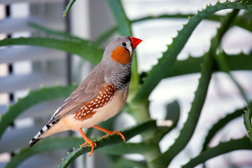 the pets a zebra finch.