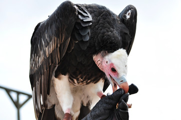 Avvoltoio ammaestrato che si ciba dal pugno guantato del falconiere