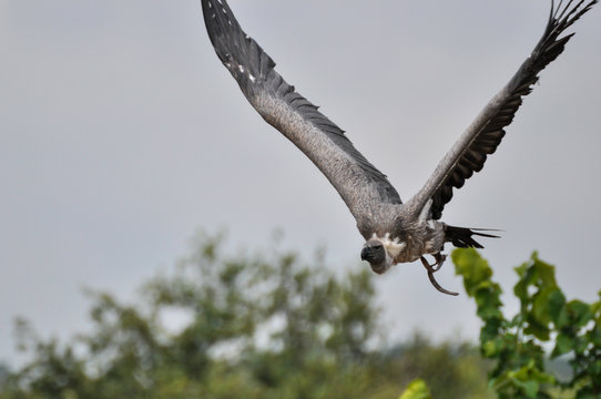 Grifone ammaestrato in volo