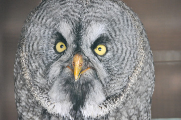 Testa di allocco (Strix aluco)