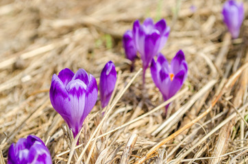 Purple crocuses on a field in spring