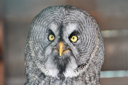 Testa di allocco (Strix aluco)