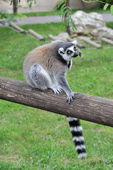 Lemure dalla coda ad anelli (Lemur catta) in un parco zoologico