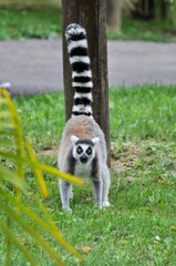 Lemure dalla coda ad anelli (Lemur catta) in un parco zoologico