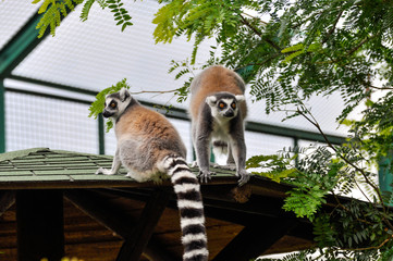 Coppia di lemuri in un parco zoologico