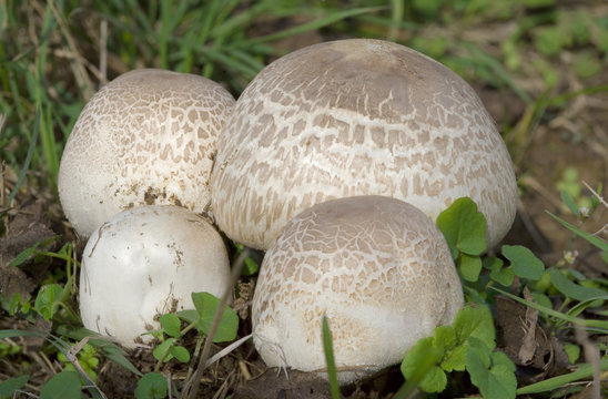 Agaricus Bisporus Mushrooms