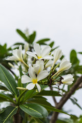 Obraz na płótnie Canvas white Frangipani flower,Plumeria