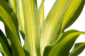 Obraz premium Leaves of tree in spring season,abstract leaf