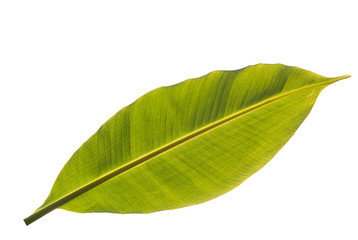 Abstract texture of Banana leaf on white background,Leaves