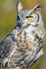 Great Horned Owl