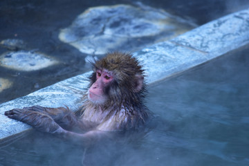 Obraz premium 静かに入浴する猿