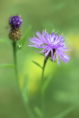 Brown knapweed spring wild flower, Centaurea jacea, an abstract and floral minimalism of a meadow wildflower..