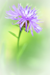 corn flower - floral minimalism