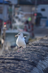 古い石垣の堤防を歩くカモメ
