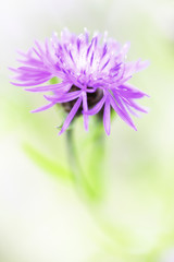 corn flower - floral minimalism