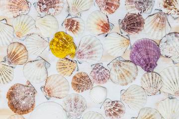 colorful seashells on white wooden boards isolated on white background