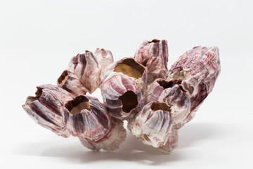 Amphibalanus improvises/ dry bay barnacle white background, Balanidae family of sea corals
