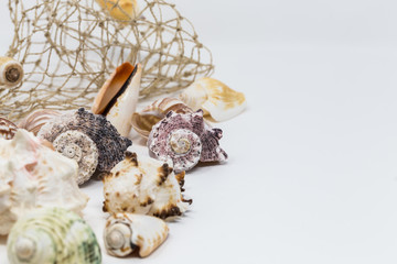 Seashell collection and fishnet  isolated on white background